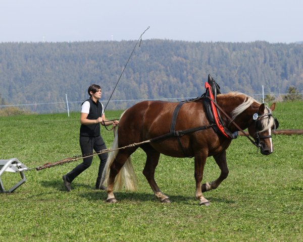 broodmare Flocke (Black Forest Horse, 2016, from Roter Milan)