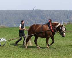 Zuchtstute Flocke (Schwarzwälder Kaltblut, 2016, von Roter Milan)