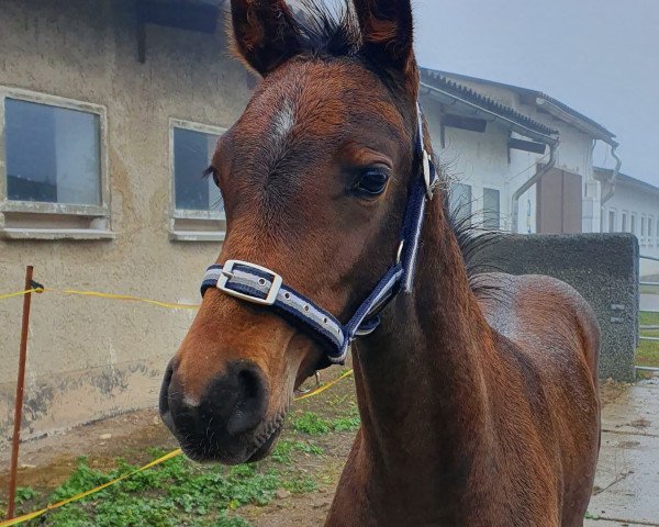 Springpferd Contano H (Deutsches Sportpferd, 2020, von Cheetano)