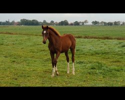 dressage horse Viva Ballerina (Oldenburg, 2020, from Vivaldos)