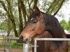 broodmare Wiesenkind (Hanoverian, 2011, from Weltmeyer)