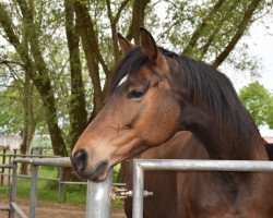 broodmare Wiesenkind (Hanoverian, 2011, from Weltmeyer)