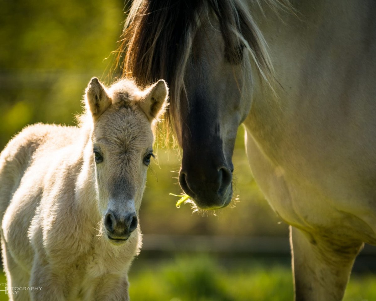 horse Roy vom Töster Grund (Fjord Horse, 2020, from Turbo Romeo N.2573)