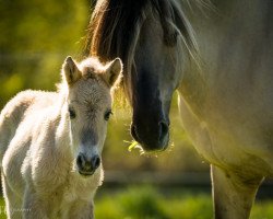 horse Roy vom Töster Grund (Fjord Horse, 2020, from Turbo Romeo N.2573)