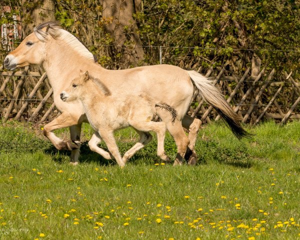 Pferd Romano vom Töster Grund (Fjordpferd, 2020, von Turbo Romeo N.2573)