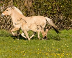 Pferd Romano vom Töster Grund (Fjordpferd, 2020, von Turbo Romeo N.2573)