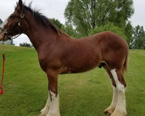 horse Rock-N-Hill Romeo (Clydesdale, 2017, from 2S Above All's Kaptain Kade)