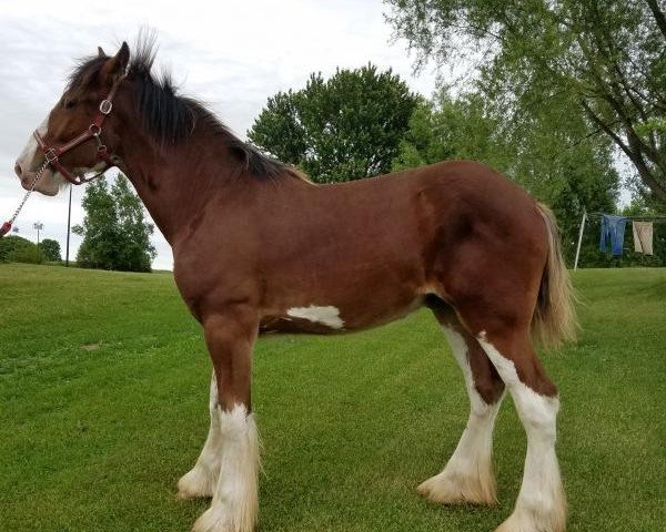 Pferd Rock-N-Hill Rocky (Clydesdale, 2017, von Pinnacle's Paxton)