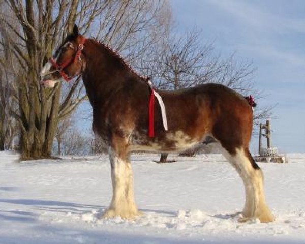 Pferd Rock-N-Hill Remington (Clydesdale, 2017, von 2S Above All's Kaptain Kade)