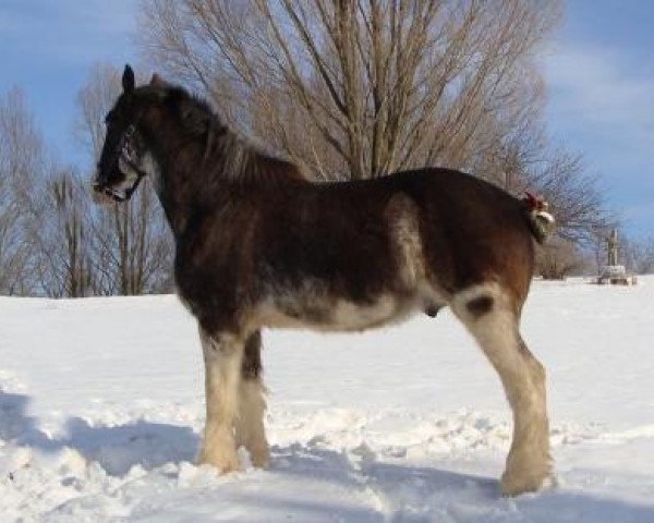 Pferd Rock-N-Hill Quincy (Clydesdale, 2016, von Rock-N-Hill High Rise)