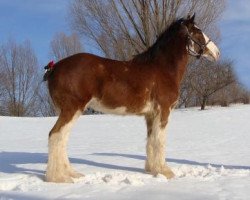 horse Rock-N-Hill Quaid (Clydesdale, 2016, from Pinnacle's Paxton)