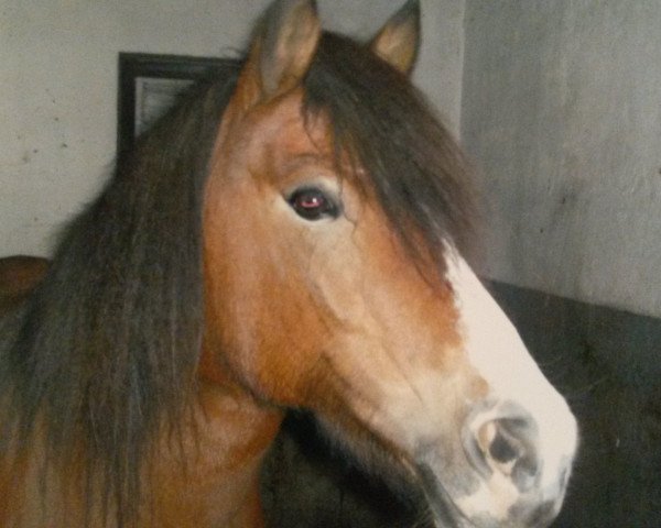 horse Stella (German Riding Pony, 2000, from Romeo)