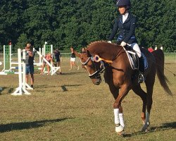 dressage horse Delaya 10 (Deutsches Reitpony, 2015, from Tackmann's Donut)