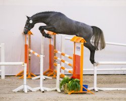 stallion Cote de Zelande Delta Mossel Z (Zangersheide riding horse, 2015, from Cornet Obolensky)