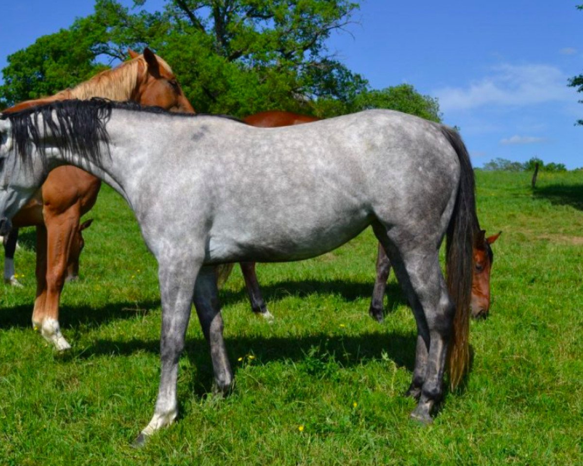 Springpferd Hermine D'Ivraie (Selle Français, 2017, von Number One D'Iso Un Prince)