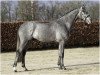 stallion Condios Cc Z (Zangersheide riding horse, 2017, from Cornet Obolensky)