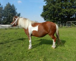 broodmare Monika (Shetland Pony, 2002, from Putz)