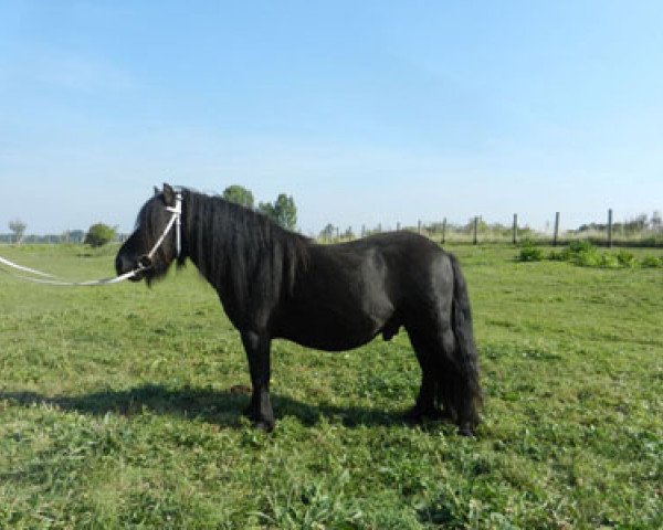 Deckhengst Schneltens Navarro (Shetland Pony, 2009, von Norman v.d. Brouwerij)