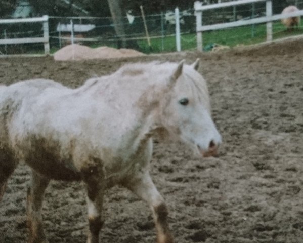 Pferd Romeo (Deutsches Reitpony,  )