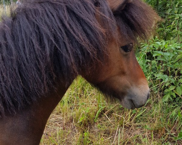 horse Marie von der Mühlbachquelle (Shetland Pony, 2019, from Schneltens Navarro)