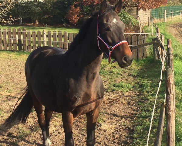 broodmare Cash Lady 2 (Holsteiner, 2012, from Cash and Carry)