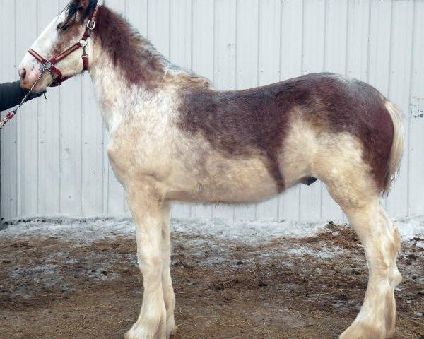 horse Rock-N-Hill Otis (Clydesdale, 2014, from Pinnacle's Paxton)