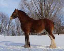 horse Rock-N-Hill Noah (Clydesdale, 2013, from Rock-N-Hill High Rise)