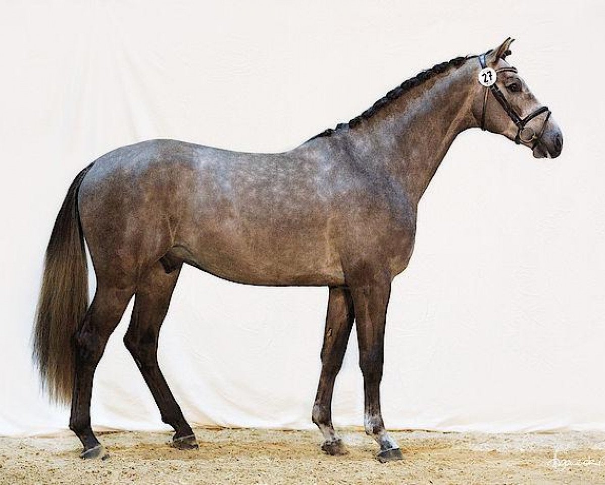 stallion Vigo (Westphalian, 2012, from Valeron)