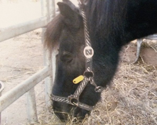 Zuchtstute Caro (Shetland Pony, 1990)