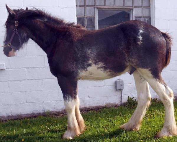 horse Rock-N-Hill Nitro (Clydesdale, 2013, from Rock-N-Hill High Rise)