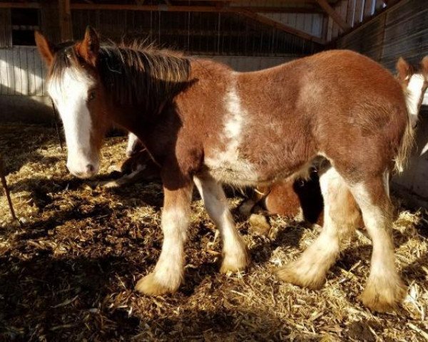 Pferd Rock-N-Hill Tobias (Clydesdale, 2019, von 2S Above All's Kaptain Kade)