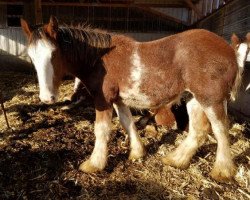 horse Rock-N-Hill Tobias (Clydesdale, 2019, from 2S Above All's Kaptain Kade)