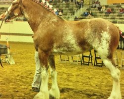 Zuchtstute Rock-N-Hill Myra (Clydesdale, 2012, von Westedge Hiawatha Hugh)