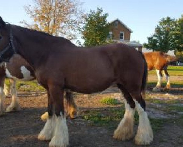 broodmare Ridgedale Mayflower (Clydesdale, 1998, from Ainville Freelance)