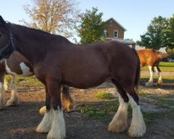 Zuchtstute Ridgedale Mayflower (Clydesdale, 1998, von Ainville Freelance)