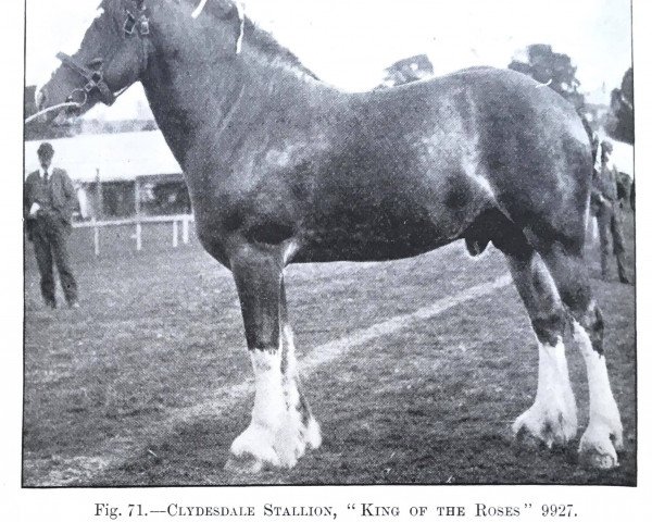 stallion King of the Roses (Clydesdale,  , from Rosemount 8953)