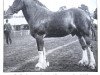 Deckhengst King of the Roses (Clydesdale,  , von Rosemount 8953)