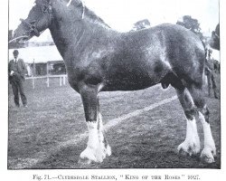 Deckhengst King of the Roses (Clydesdale,  , von Rosemount 8953)