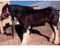 broodmare Sandy Ridge Leah (Clydesdale, 2013, from Donegal Enhancer)