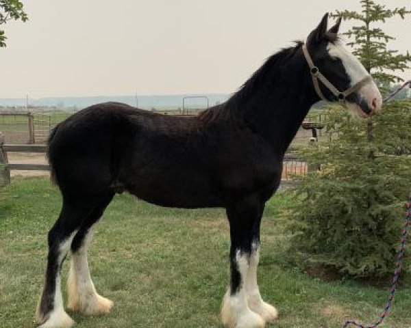 horse Rafter B Hudson (Clydesdale, 2020, from Rafter B Hanes Perfection)