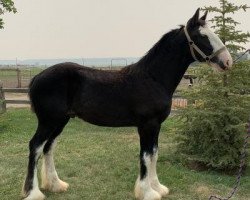 Pferd Rafter B Hudson (Clydesdale, 2020, von Rafter B Hanes Perfection)