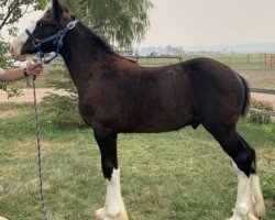 Pferd Rafter B Ace (Clydesdale, 2020, von Cey's Grayden)