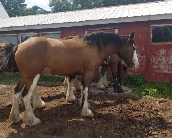 horse Fire & Ice Daffie (Clydesdale, 2015, from High Meadow James)