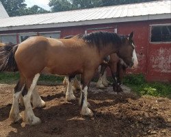 Pferd Fire & Ice Daffie (Clydesdale, 2015, von High Meadow James)