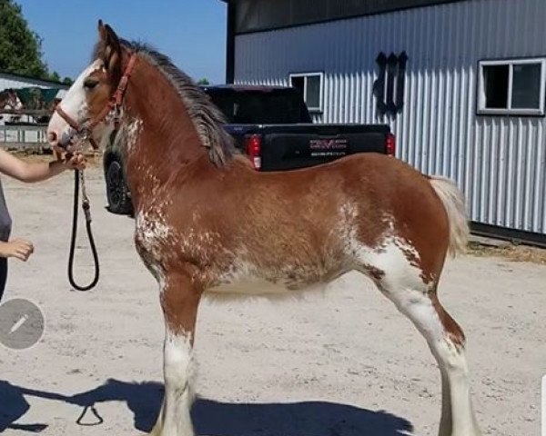 Pferd Cedarlane Sadie (Clydesdale, 2020, von Iron Horse MM Steele)