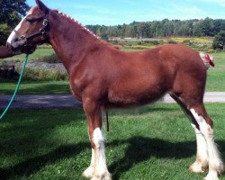 Pferd Interstate's Royal Georji (Clydesdale, 2014, von Ozark's Royal Double Inspiration)