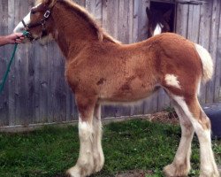 Pferd Interstate's Royal Avolyn (Clydesdale, 2014, von Ozark's Royal Double Inspiration)