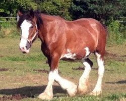 Zuchtstute Miss Ellie Rose (Clydesdale, 2009, von Ridgeview's Rasputin)