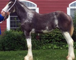 Pferd Interstate's Amazing Grace (Clydesdale, 2015, von Ebony Lord Lucas)