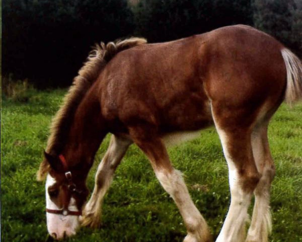 horse Interstate Captain Jax (Clydesdale, 2012, from Cedarlane Jackson)